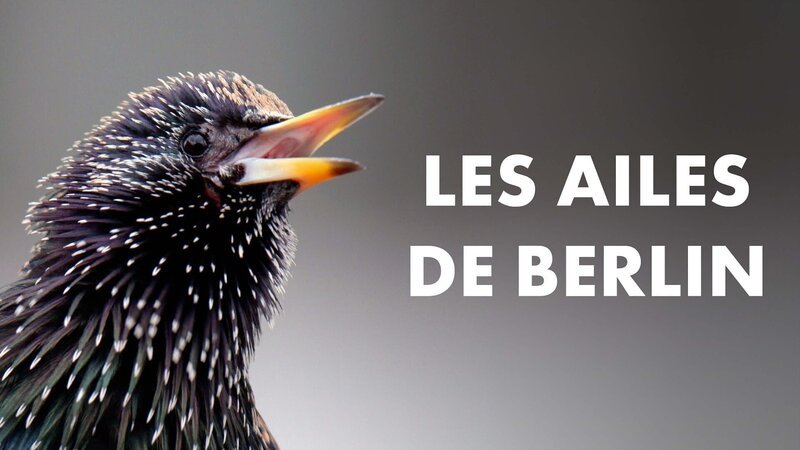  – Bild: Arte