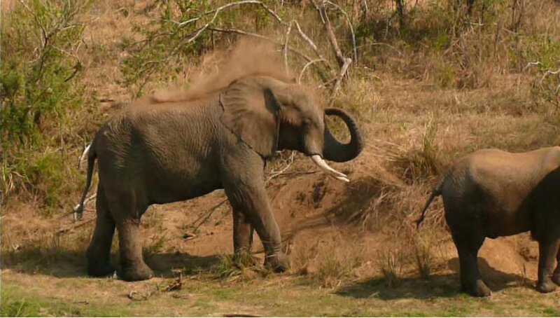 Ein Elefant nimmt eine Staubdusche. – Bild: BR/​TEXT + BILD Medienproduktion GmbH