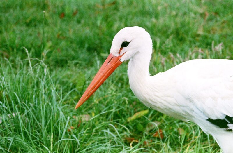 Weißstorch in Cigoc (Kroatien). – Bild: ZDF und ORF Weißstorch in Cigoc (Kroatien). – Bild: ZDF und ORF