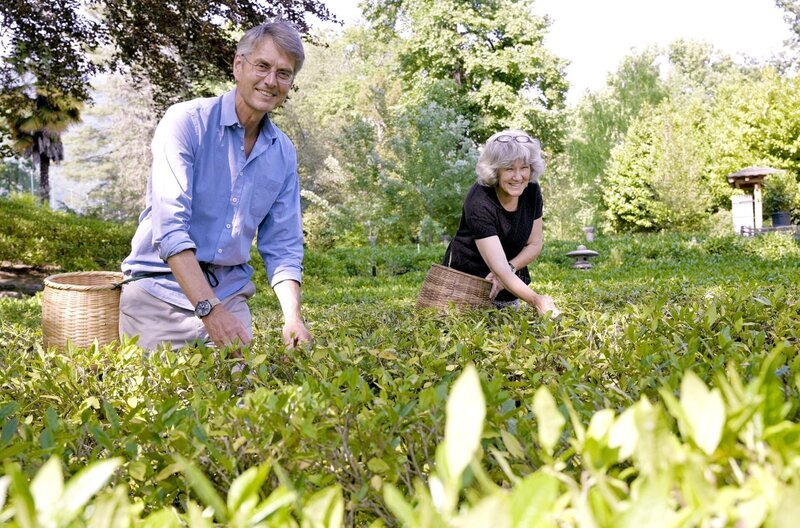 Tobias und Corinne Denzler bei der Teeernte auf dem Monte Veritá oberhalb von Ascona im Tessin, auf der ersten Teeplantage der Schweiz. – Bild: SWR/​Daniela Agostini