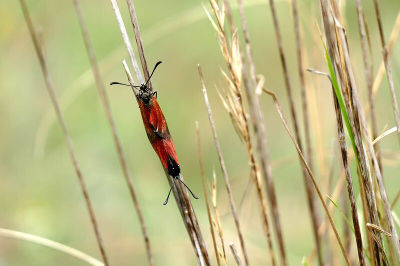 Widderchen im Lauterachtal. Eine Landschaft, bei der man ins Träumen gerät: malerische Flusstäler, duftende Wacholderheiden, bunte Blumenwiesen, schattige Wälder, geheimnisvolle Höhlen, beeindruckende Fels-Riesen und der Duft von Thymian und Salbei. Eine Szenerie, die einen gedanklich in südlichere, mediterrane Gefilde katapultiert, in die Toskana oder die Provence. Doch diese Toskana liegt in Ostbayern: der Bayerische Jura, ein Eldorado für Pflanzen und Tiere. – Bild: BR/​Markus Schmidbauer/​Markus Schmidbauer