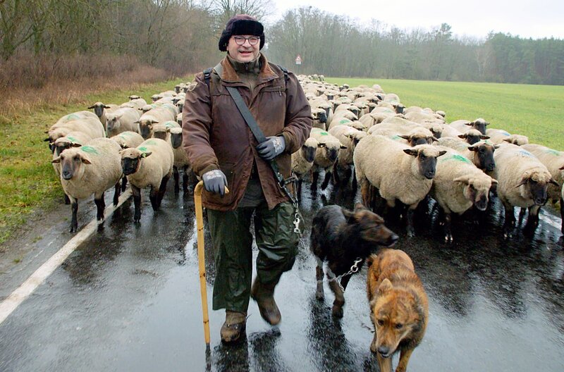 Wanderschäfer in Brandenburg – Bild: Thomas Henkel /​ © Thomas Henkel