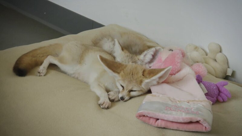 Fennec fox. – Bild: Warner Bros. Discovery