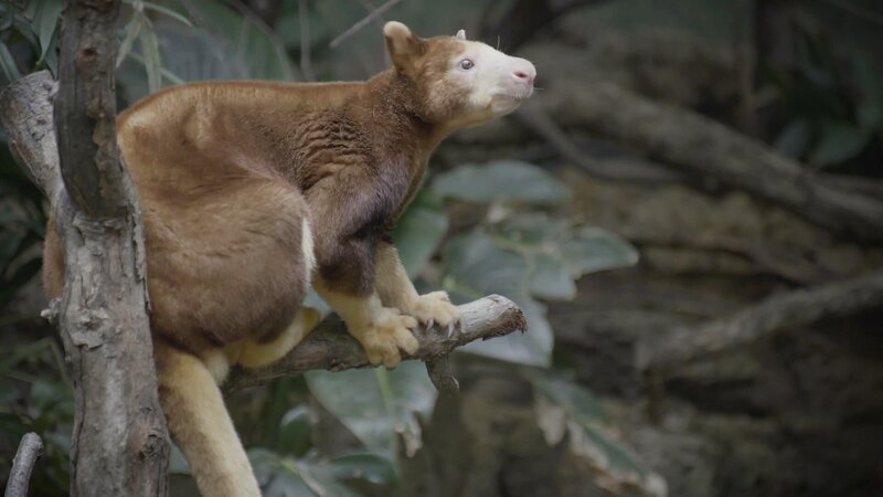 Tree kangaroo. – Bild: Warner Bros. Discovery