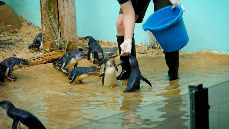 Little Penguins. – Bild: Warner Bros. Discovery