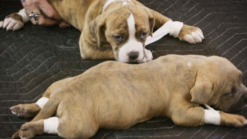 The puppies suffer from the so-called swimmer syndrome. – Bild: Animal Planet