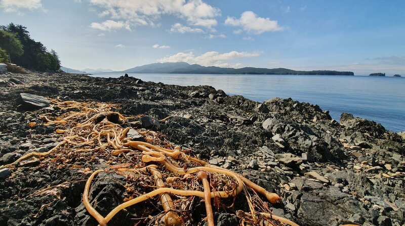 Gigantische Fjorde und endlose Wälder: Der Südosten Alaskas wird auch als „last frontier“ bezeichnet, als letzter Außenposten der USA. Mit 1,7 Millionen Quadratkilometer ist Alaska fast fünfmal so groß wie Deutschland. – Bild: ZDF und NDR/nonfictionplanet/Ralf Biehler. Gigantische Fjorde und endlose Wälder: Der Südosten Alaskas wird auch als „last frontier“ bezeichnet, als letzter Außenposten der USA. Mit 1,7 Millionen Quadratkilometer ist Alaska fast fünfmal so groß wie Deutschland. – Bild: ZDF und NDR/nonfictionplanet/Ralf Biehler.