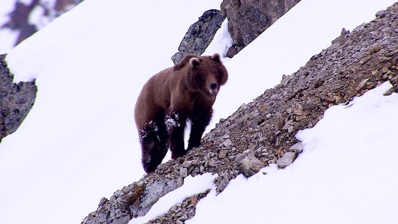 Bär im Schnee. – Bild: Bergblick