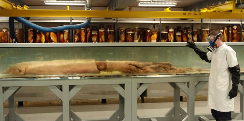 John Ablett, Mollusc Curator at the Natural History Museum, in London, Tuesday 28th February, with a giant squid which goes on display at the museum’s Darwin Centre today. The 30ft long creature, caught off the Falkland Islands in April 2005, is the most complete giant squid ever found . See PA story PRESS ASSOCIATION PHOTO. Photo credit should read: Ian Nicholson/​PA – Bild: PA Images /​ Alamy Stock Photo /​ Alamy Stock Photo /​ https:/​/​www.alamy.com /​ Credit: PA Images /​ Alamy Stock Photo