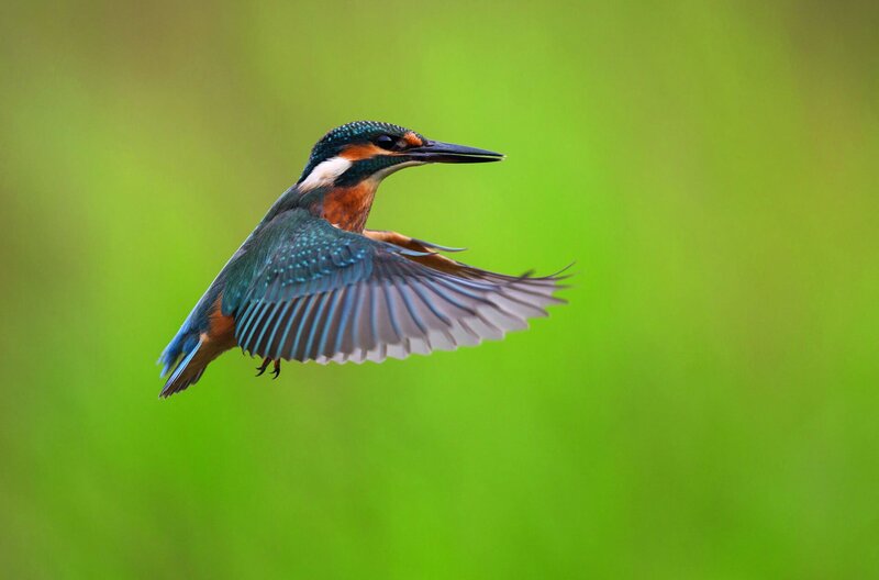 Ungezähmt - Im Fluss des Lebens – Bild: Capricornum Film/​Oliver Richter /​ © Capricornum Film/​Oliver Richter/​Oliver Richter www.richter-naturfotografie.de/​Oliver Richter www.richter-naturfotografie.de