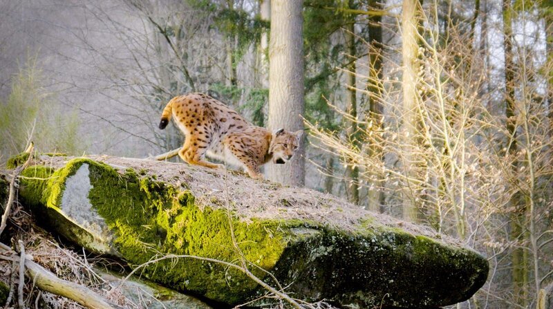 Luchse nutzen erhöhte Standorte, um nach Beute Ausschau zu halten. – Bild: NDR/​DocLights GmbH/​Alexander Sommer/​Alexander Sommer
