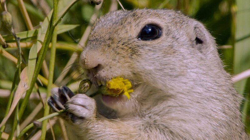 Europäische Ziesel haben eine Vorliebe für nahrhafte Blüten. – Bild: NDR/DocLights GmbH/Alexander Sommer/Alexander Sommer Europäische Ziesel haben eine Vorliebe für nahrhafte Blüten. – Bild: NDR/DocLights GmbH/Alexander Sommer/Alexander Sommer