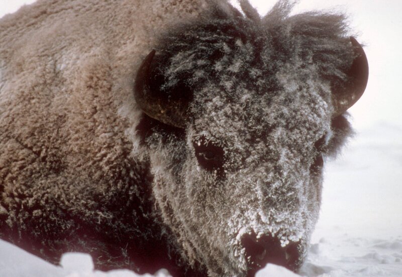 Anfang des letzten Jahrhunderts waren die Bisons in Amerika fast ausgerottet – nur zwei Dutzend Tiere hatten überlebt. Yellowstone bot ihnen eine letzte Zuflucht. – Bild: phoenix/​NDR/​Shane Moore
