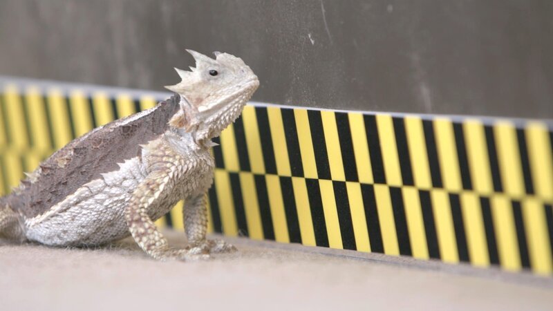 The Giant Horned Lizard during testing. – Bild: Discovery Communications, LLC