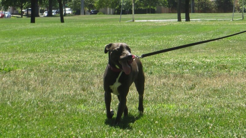 JORDAN ADOPTION: Adopter being filmed walking dog after home check. – Bild: Animal Planet /​ Discovery Communications