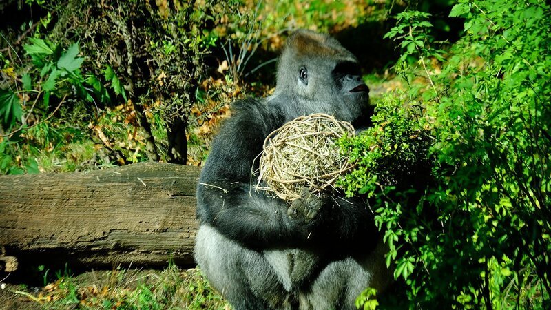 Gorilla. – Bild: Warner Bros. Discovery