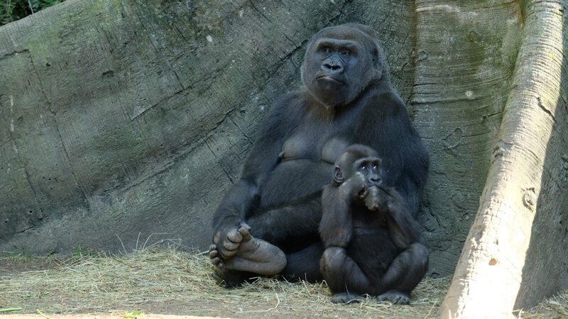 Bild: Animal Planet /​ Photobank 35177_ep101_058.JPG /​ Discovery Communications