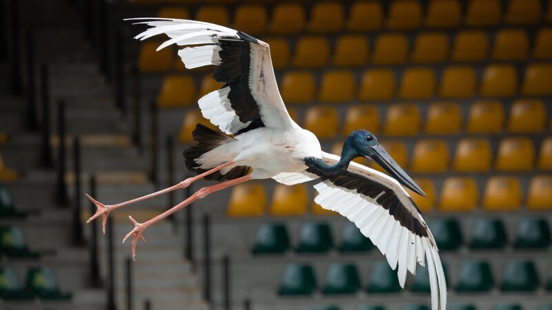 Douglas the Jabiru in training, flying. – Bild: Kate Berry /​ Australia Zoo