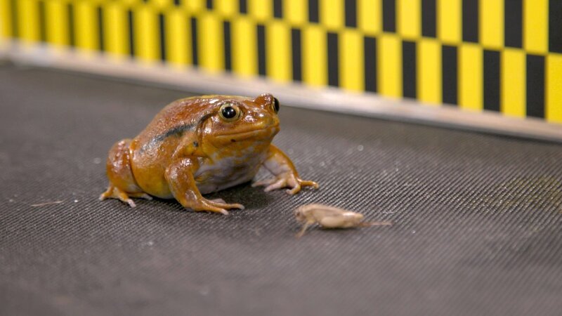 Bild: Animal Planet /​ Photobank 36516_ep104_012 /​ Discovery Communications, LLC