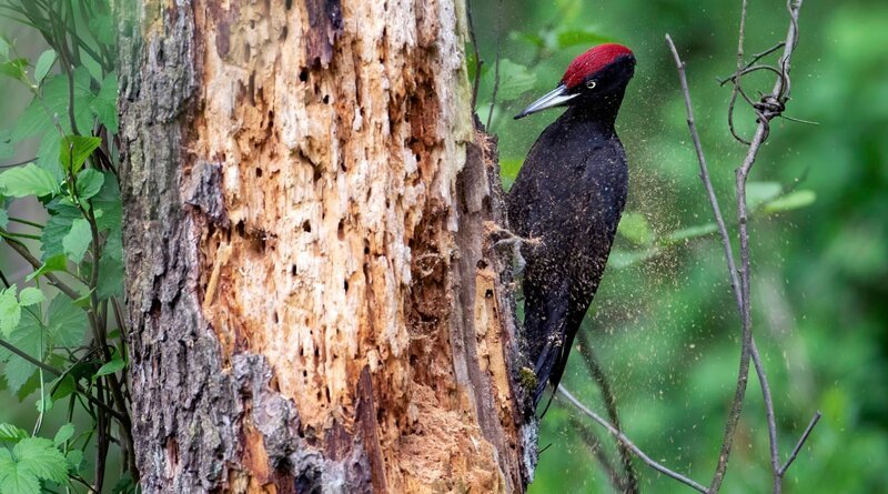 Schwarzspechtmännchen bei Nahrungssuche – Bild: MDR/Capricornum Film/Oliver Richter/Oliver Richter Schwarzspechtmännchen bei Nahrungssuche – Bild: MDR/Capricornum Film/Oliver Richter/Oliver Richter