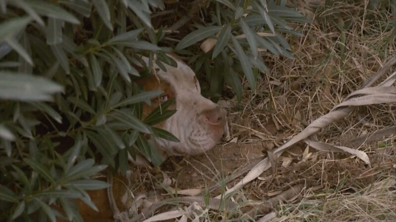 The committed animal rights activist rescues stray BB. – Bild: Animal Planet /​ Tanja Bachetzky