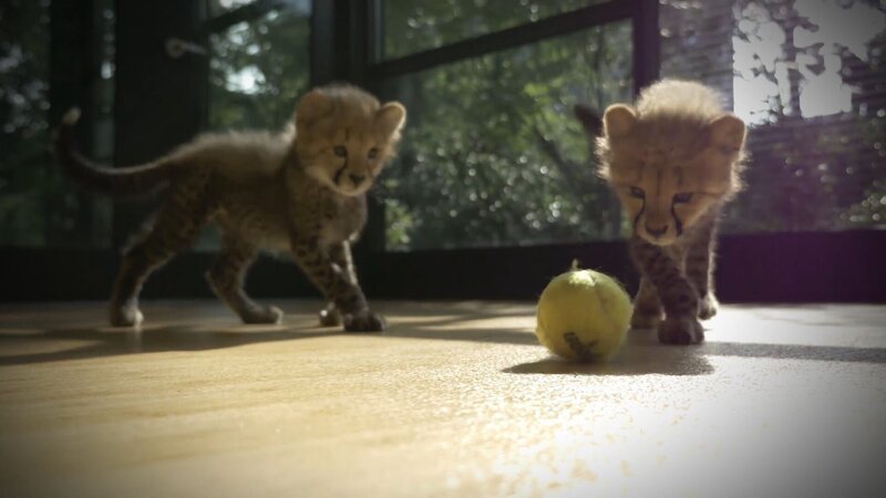 Two little cheetahs are playing – Bild: AnimalPlanet