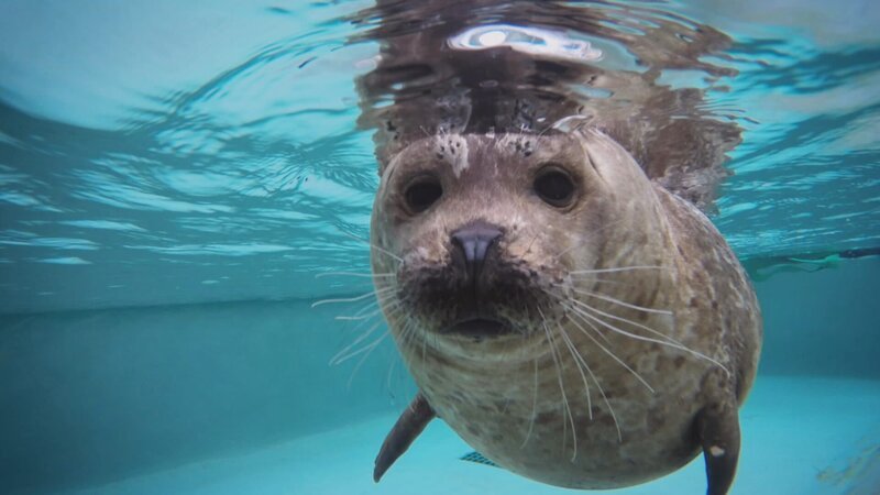 Harbor Seal Sydney at New York Aquarium. – Bild: Warner Bros. Discovery