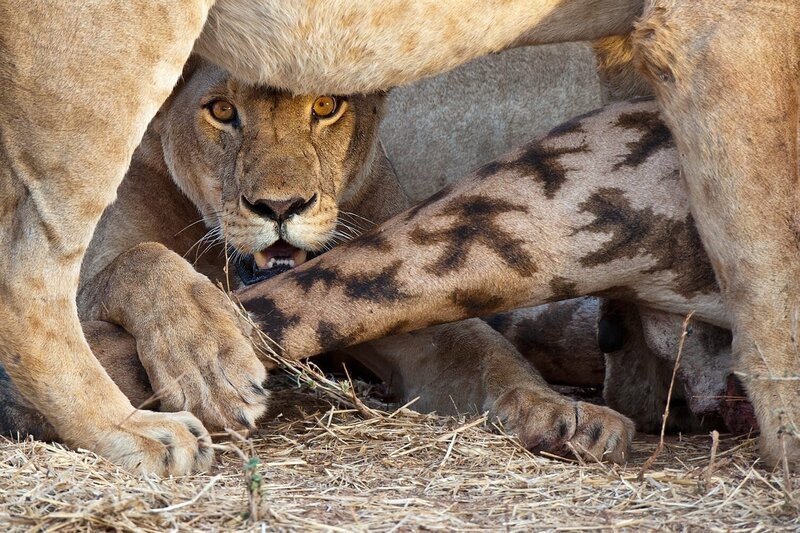 Nur erfahrene Löwen können eine Giraffe erbeuten – wenn sie im Team jagen. – Bild: port.hu