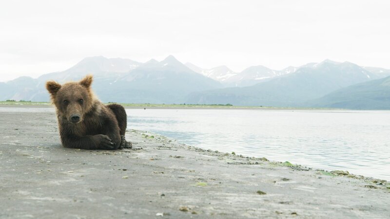 ein Bär – Bild: CuriosityStream-Inc