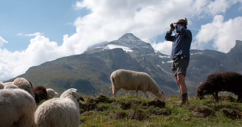 Toni mit seinen Brillen- und Steinschafen. – Bild: ORF/​ebner film