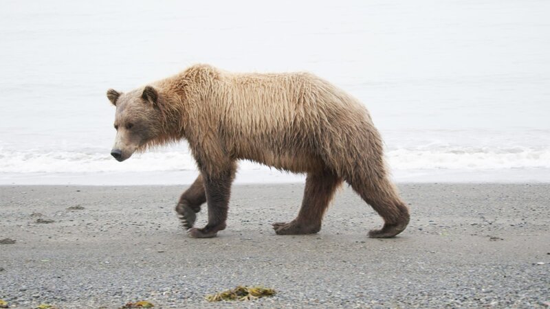 ein Bär – Bild: CuriosityStream-Inc