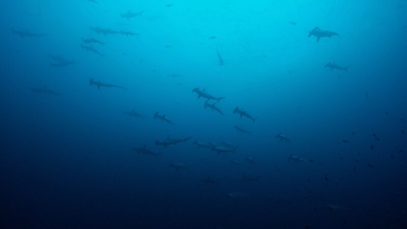 Um Malpelo Island in Kolumbien sammeln sich oft große Schwärme von Hammerhaien. – Bild: ZDF und NHNZ