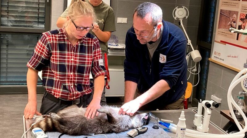 Waschbären mit Augenproblemen: Tierpflegerin Jasmin Batzdorfer ist in Sorge. Bei den betagten Waschbären Ümschi und Mütze sind ihr Augenveränderungen aufgefallen. Zoo-Doc Viktor Molnár hat sich als Verstärkung Dr. Elena de Ferrari an die Seite geholt, eine Fachtierärztin für Augenheilkunde. Kann das Ärzte-Team den beiden helfen? – Bild: NDR/​Doclights/​Erlebnis-Zoo Hannover