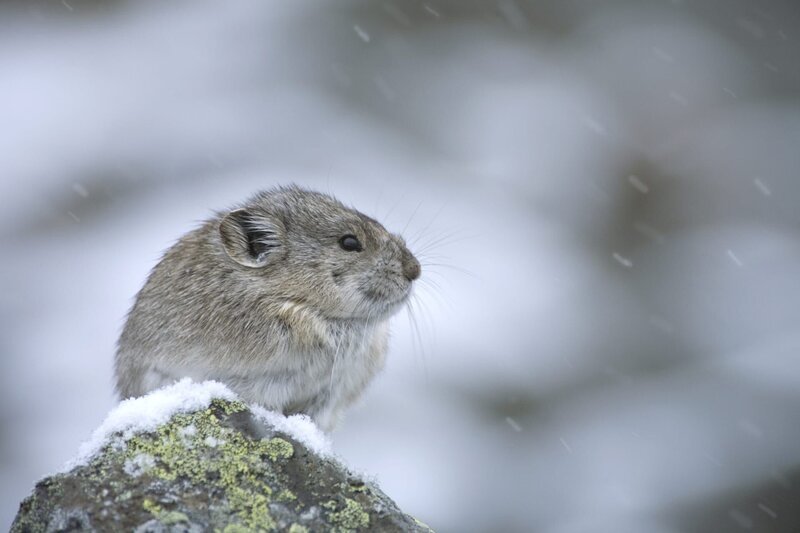 Wintereinbruch, bald wird das Revier der Pfeifhasen unter einer dicken Schneedecke liegen. – Bild: BR/​Ernst Arendt/​Hans Schweiger