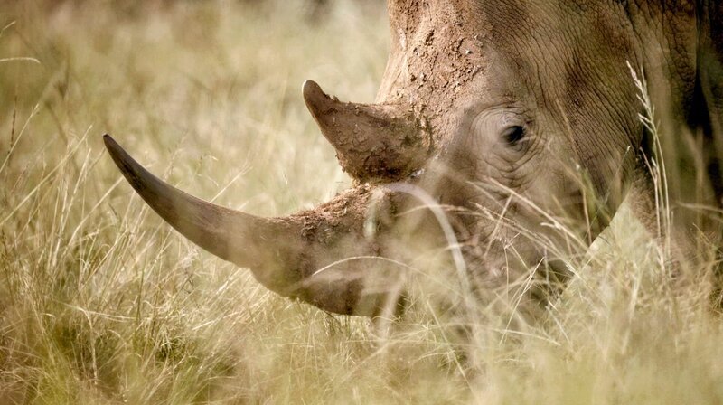 Dieses Nashorn wurde für den Abschuss gezüchtet. Es steht auf einer Farm in Südafrika. – Bild: NDR/​Felix Meschede