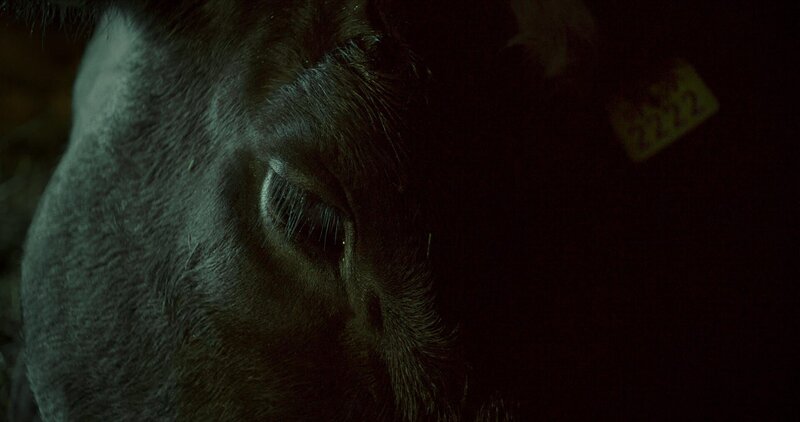 Die Kuh, die die Zukunft besang – Bild: ZDF und Inti Briones./​Inti Briones