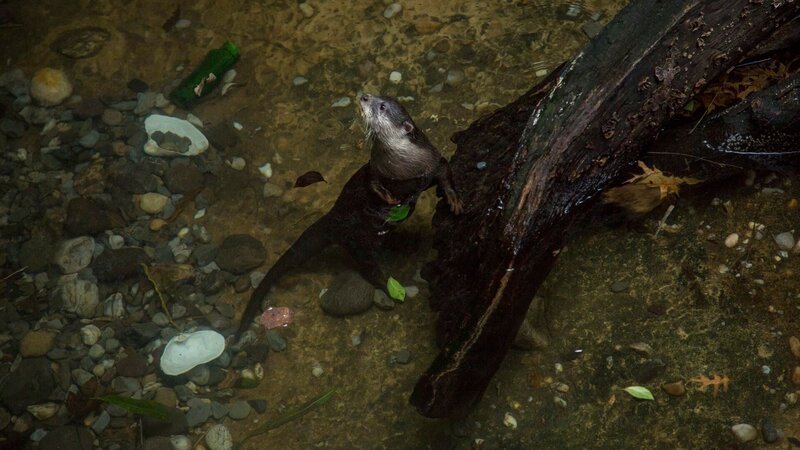 Otters on Exhibit – Bild: Animal Planet /​ Discovery Communications