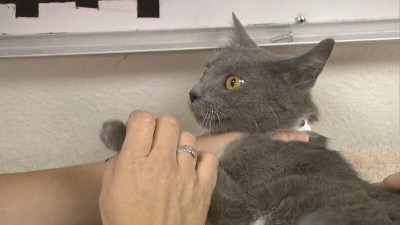 A cat with whom something seems to be wrong is handed in at the control center. – Bild: Animal Planet /​ Tanja Bachetzky