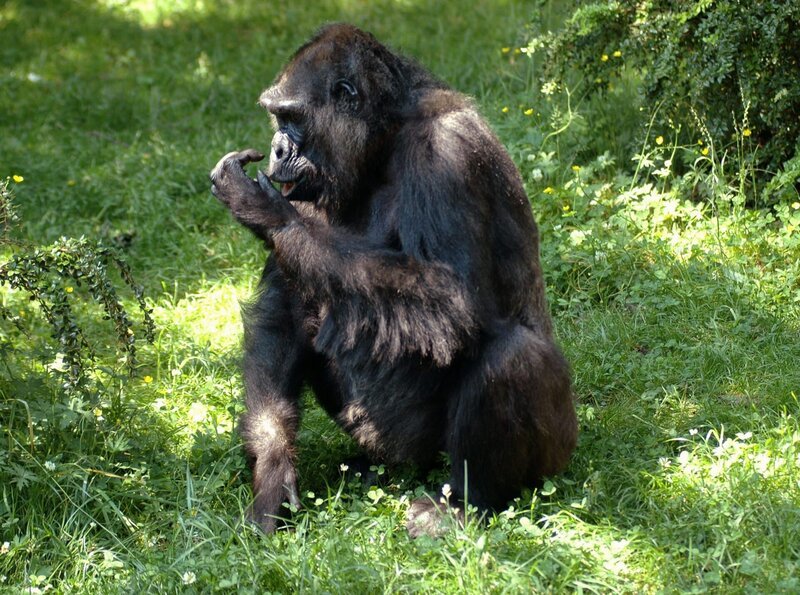 Weibliche Register zieht Djambala. Vor allem dann, wenn es um die Banane geht. Das sechsjährige Gorilla-Mädchen hat sich als Handaufzucht inzwischen sehr gut in ihre Affengruppe integriert. – Bild: rbb/​Thomas Ernst