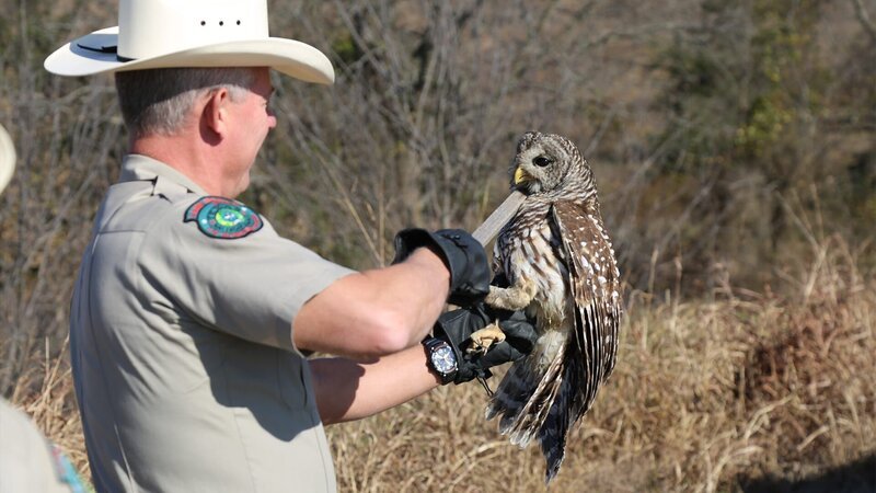 Texas Game Warden Benny Richards holding an owl. – Bild: Animal Planet
