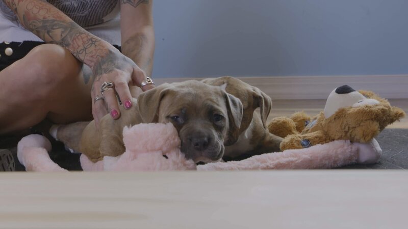 (XENA PUPPIES) Tania and Mariah training puppies to walk. – Bild: Animal Planet /​ Discovery Communications