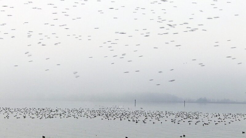 Vogelzug im Herbst: an die 3000.000 Wandervögel nutzen den Bodensee als Rastplatz auf dem Weg gen Süden und Norden. – Bild: ZDF und ORF/Wega Film/Marcus Knaus Vogelzug im Herbst: an die 3000.000 Wandervögel nutzen den Bodensee als Rastplatz auf dem Weg gen Süden und Norden. – Bild: ZDF und ORF/Wega Film/Marcus Knaus