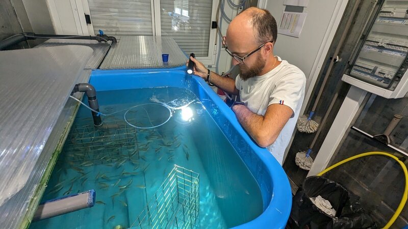 kleine Fische in einem Wassertank – Bild: ZDF und Ursula Duplantier./​Ursula Duplantier