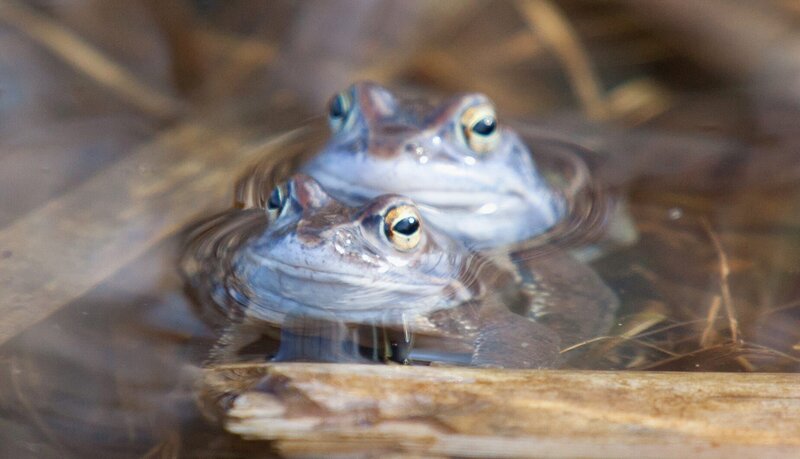 Das Moor – Bild: BR/​nautilusfilm