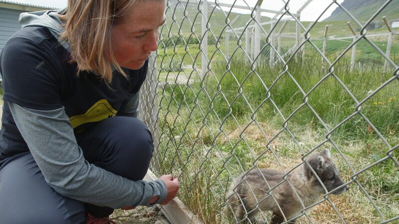 Es gibt auf der ganzen Welt vermutlich nur eine Frau, die sich mit einem Polarfuchs unterhalten kann: die isländische Biologin Ester Rut Unnsteinsdóttir. – Bild: BR, Tobias Mennle film production /​ BR/​Tobias Mennle film production