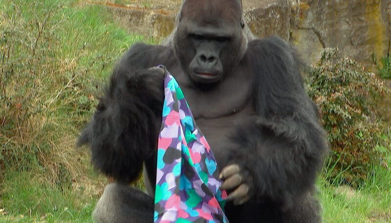 Gorilla Ivo im Zoo Berlin hat ein Dufttuch bekommen. – Bild: rbb/​Dokfilm