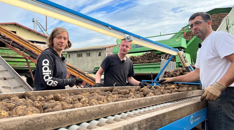 Luise, Hennes und Ronny retten die Kartoffelernte. – Bild: MDR/​MiaMedia/​Susanne Bülow