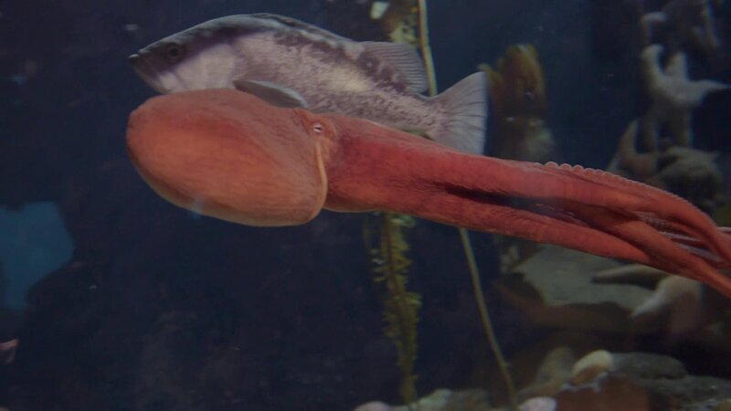 Octopus Ophelia. – Bild: DSPL