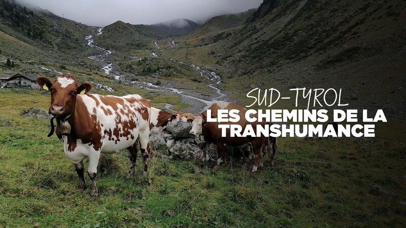 Auf uralten Pfaden - Viehtriebe im Hochgebirge – Bild: Arte