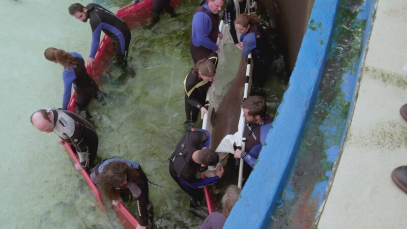 Shark relocating process. – Bild: Animal Planet